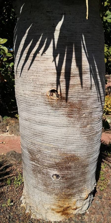Dracaena cinnabari bark