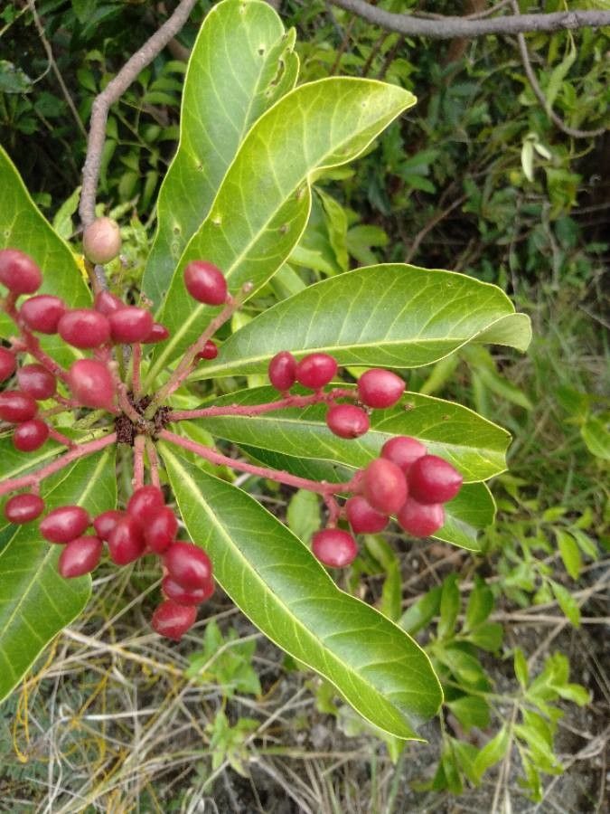 Buchanania arborescens — search result for 'Anacardiaceae'