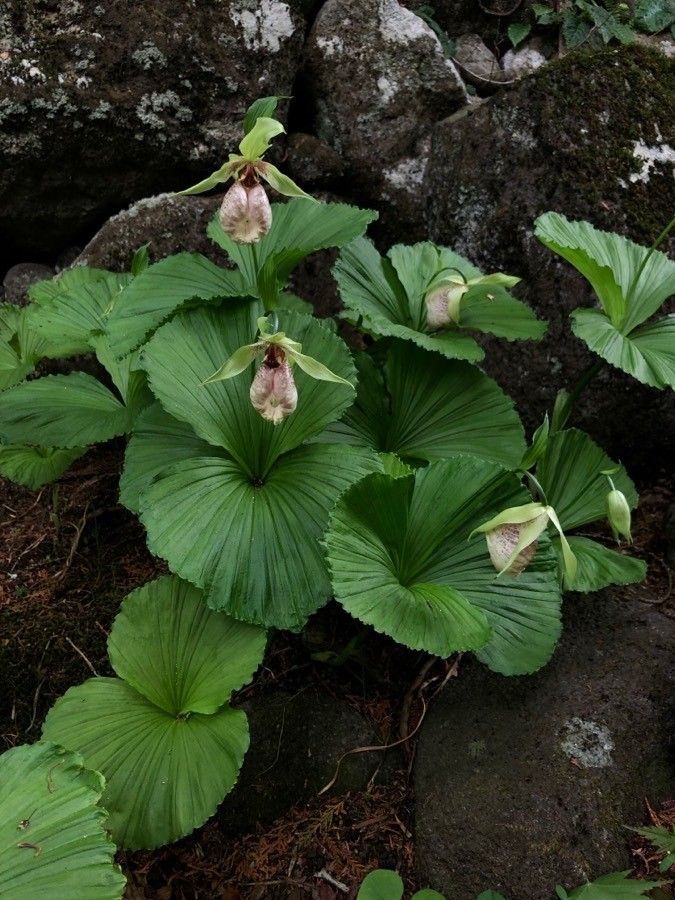 Cypripedium japonicum flower