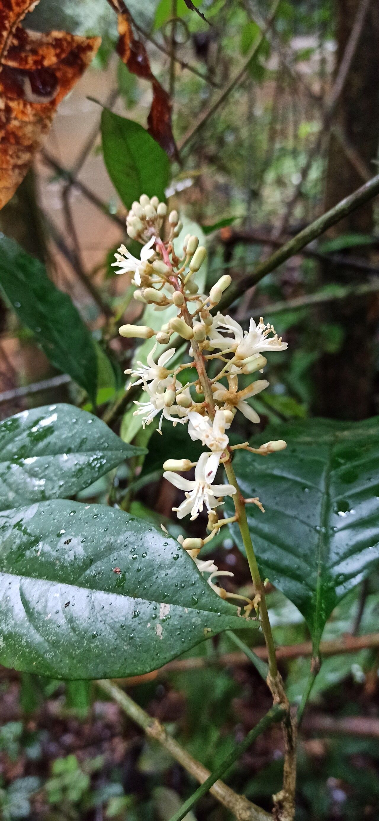 Simaba africana flower