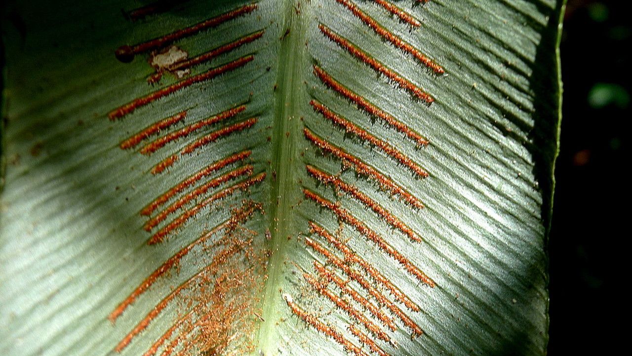 Asplenium serratum flower