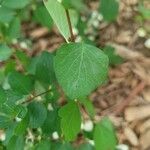 Symphoricarpos albus