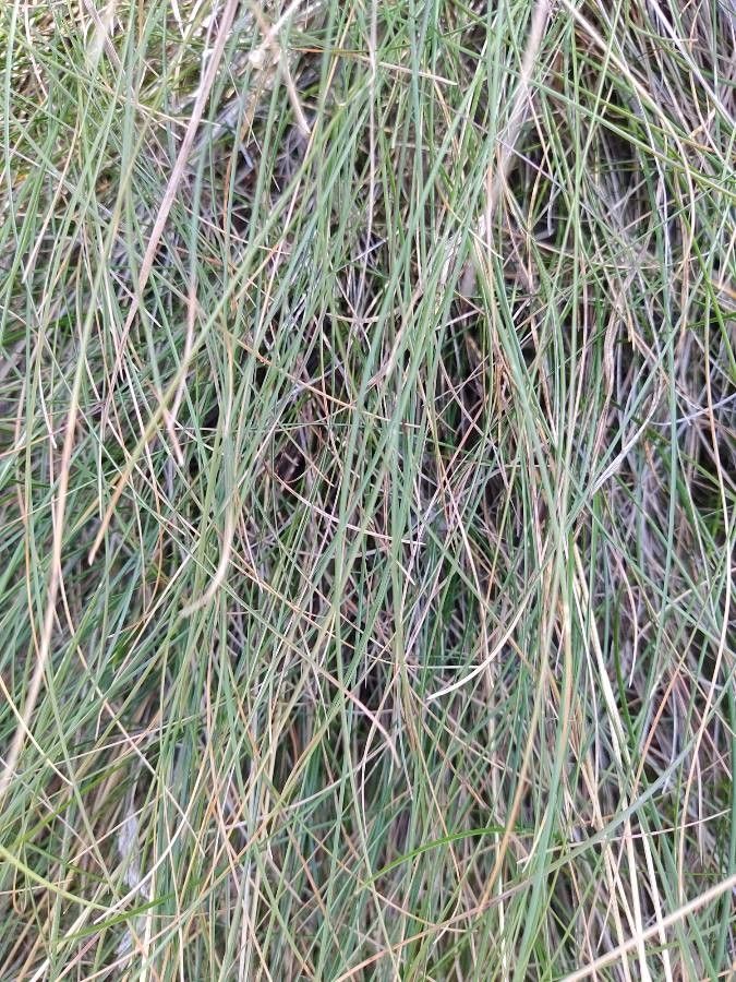 Danthonia decumbens — related species from the same genus