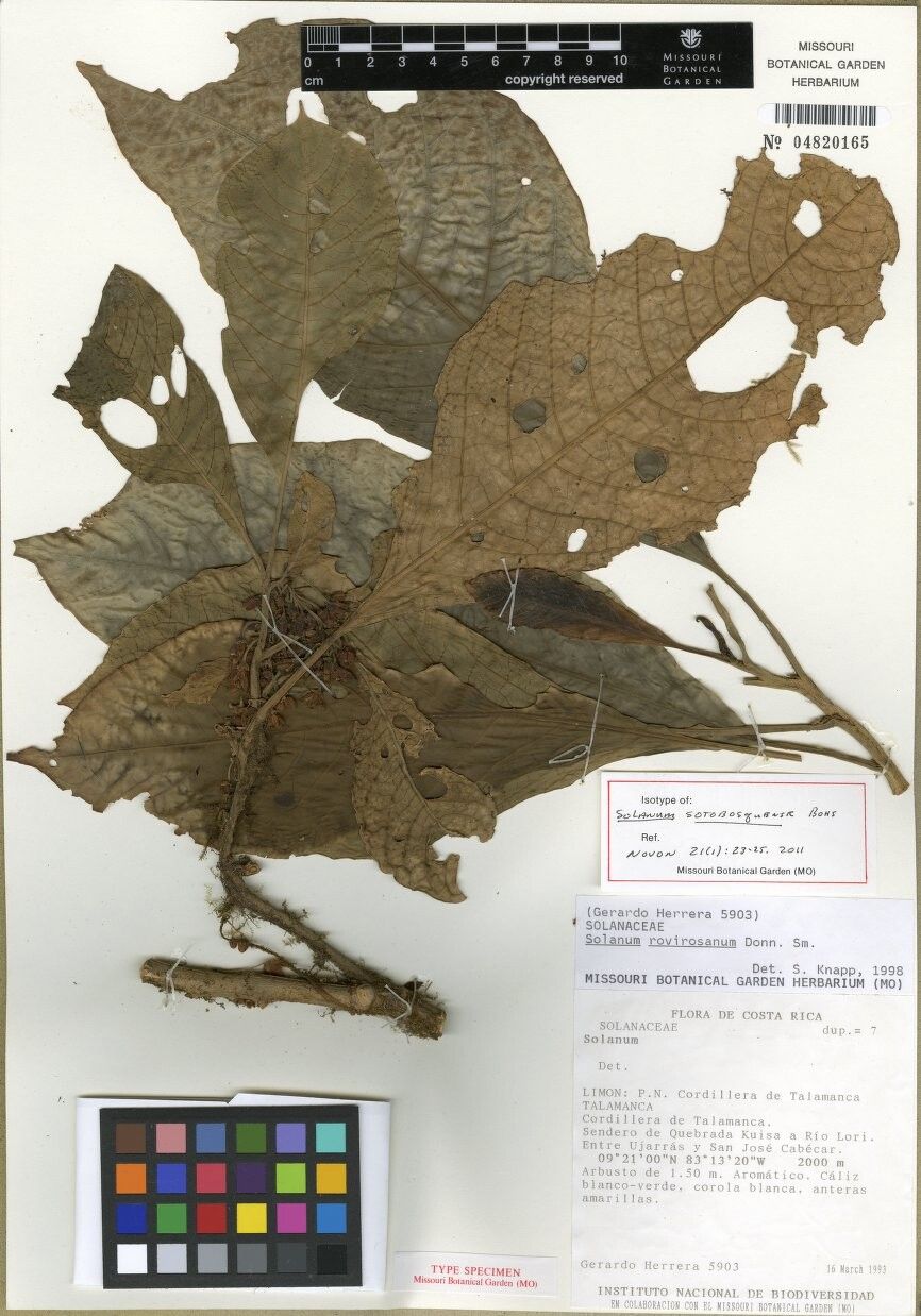 Solanum sotobosquense — houseplant care guide