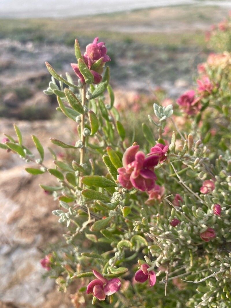 Grayia spinosa flower