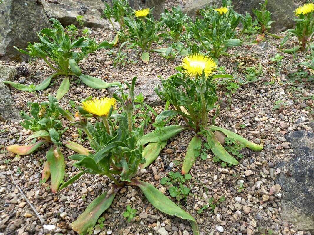 Carpanthea pomeridiana habit