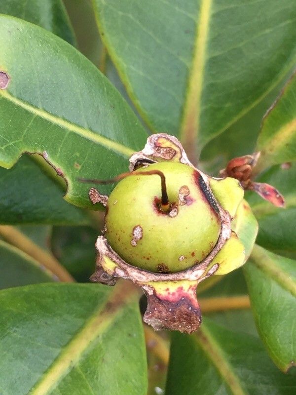 Xanthostemon multiflorus fruit
