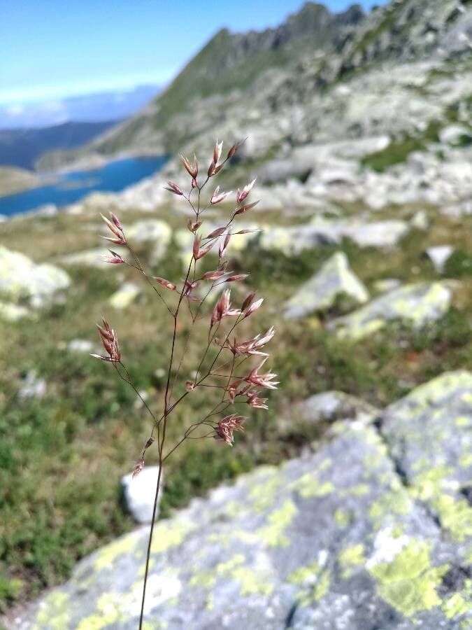 Agrostis alpina flower
