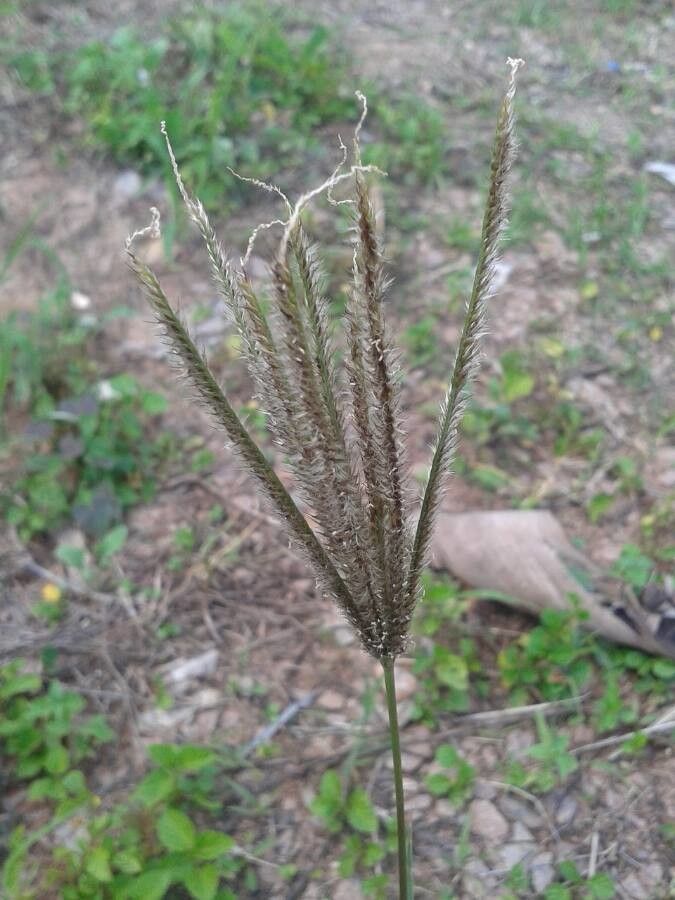 Eleusine coracana flower