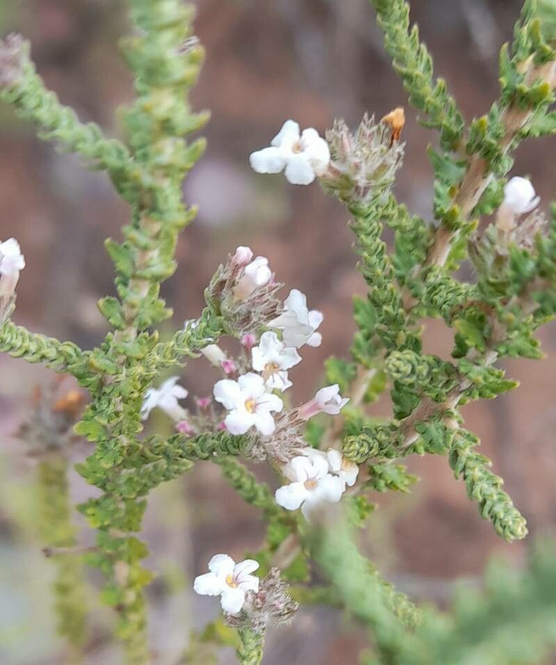 Aloysia salsoloides flower