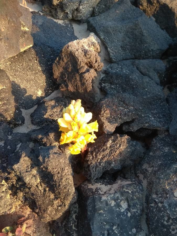 Cistanche phelypaea flower