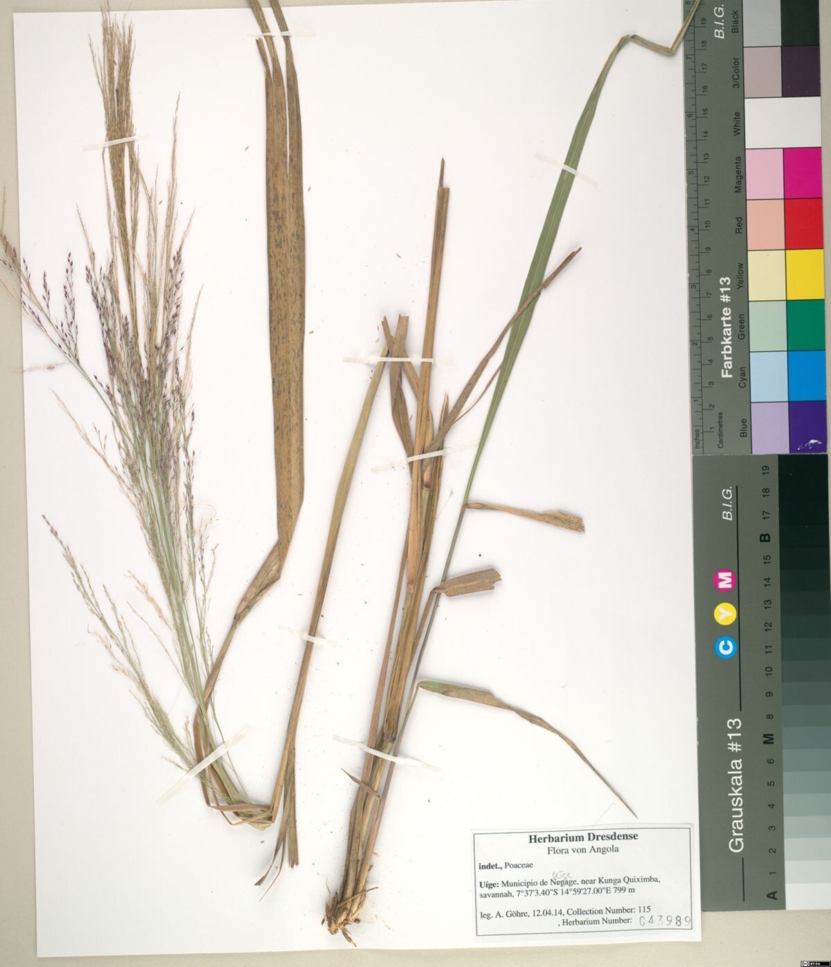 Panicum phragmitoides — houseplant care guide