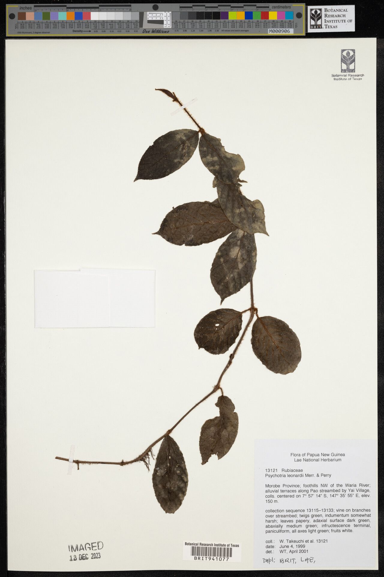 Psychotria leonardiana — houseplant care guide