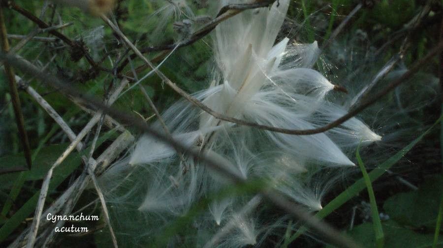 Cynanchum acutum fruit