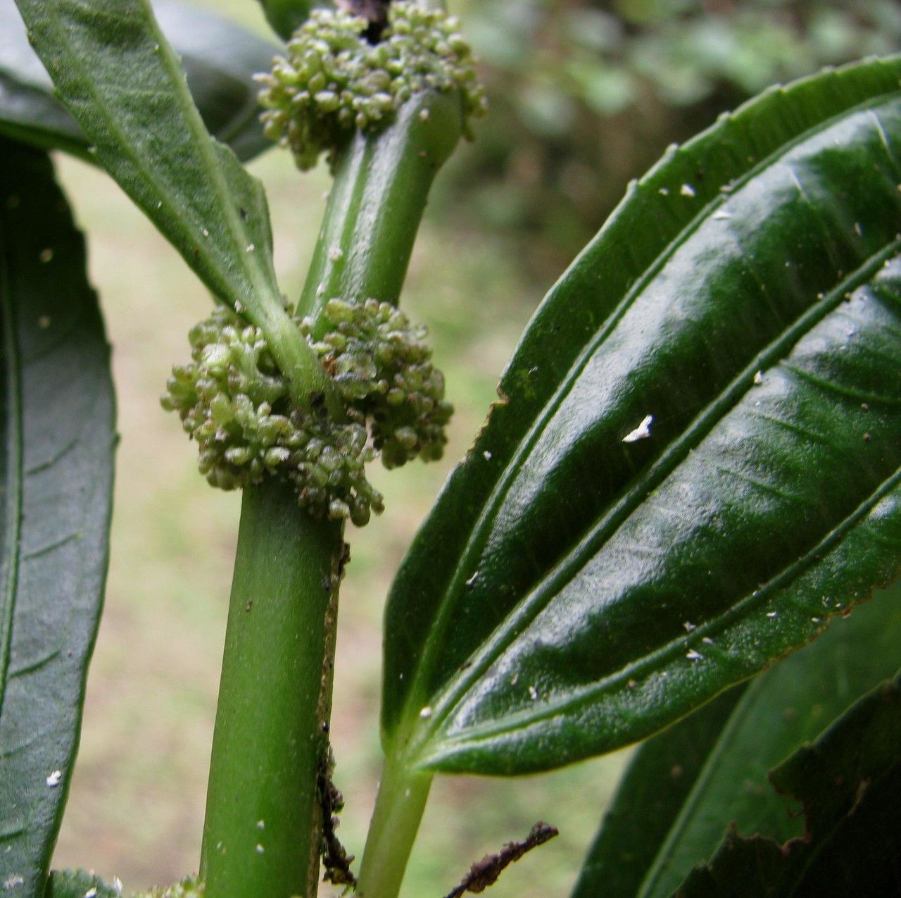 Pilea ecboliophylla fruit