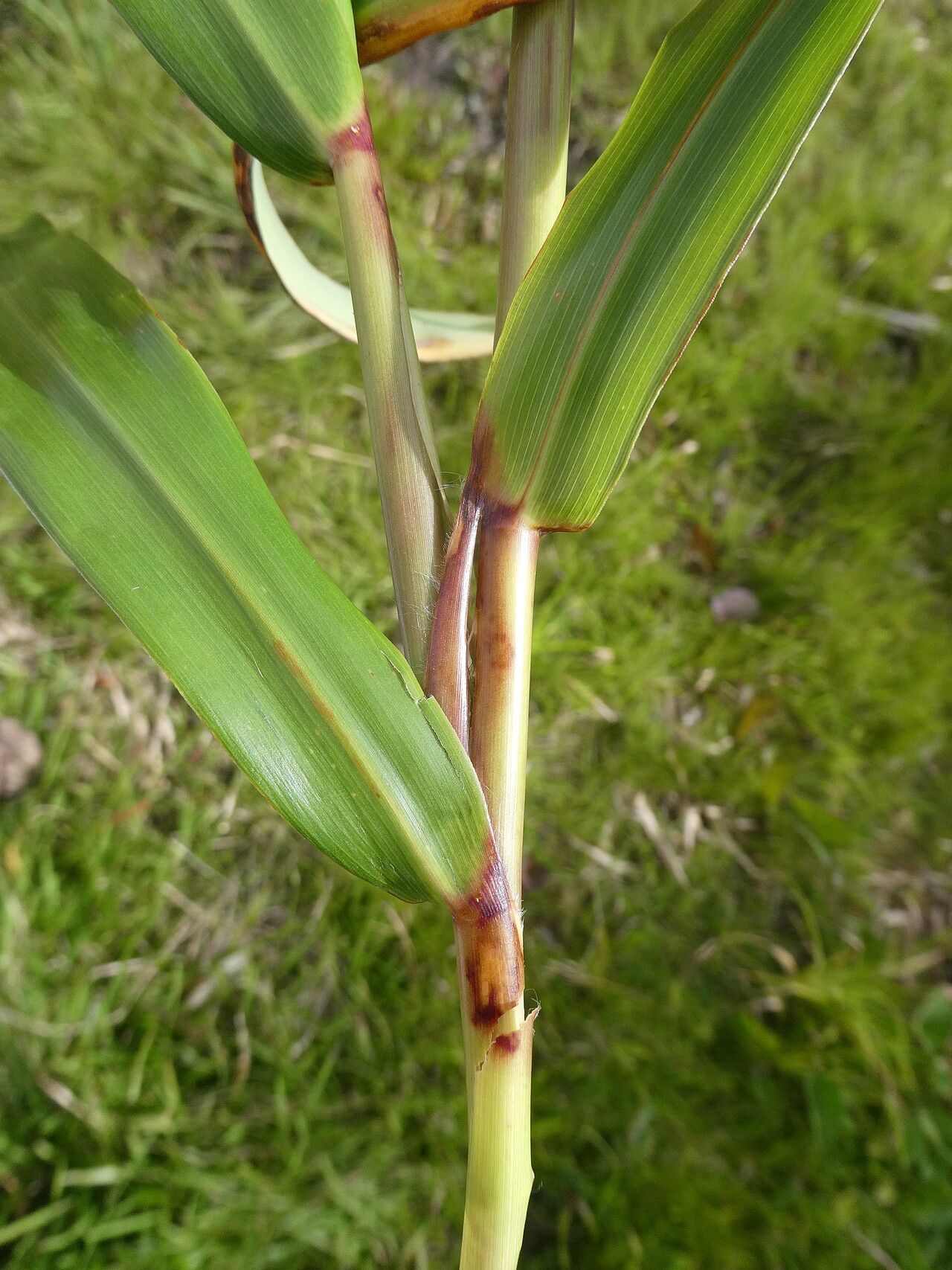 Paspalum saccharoides leaf