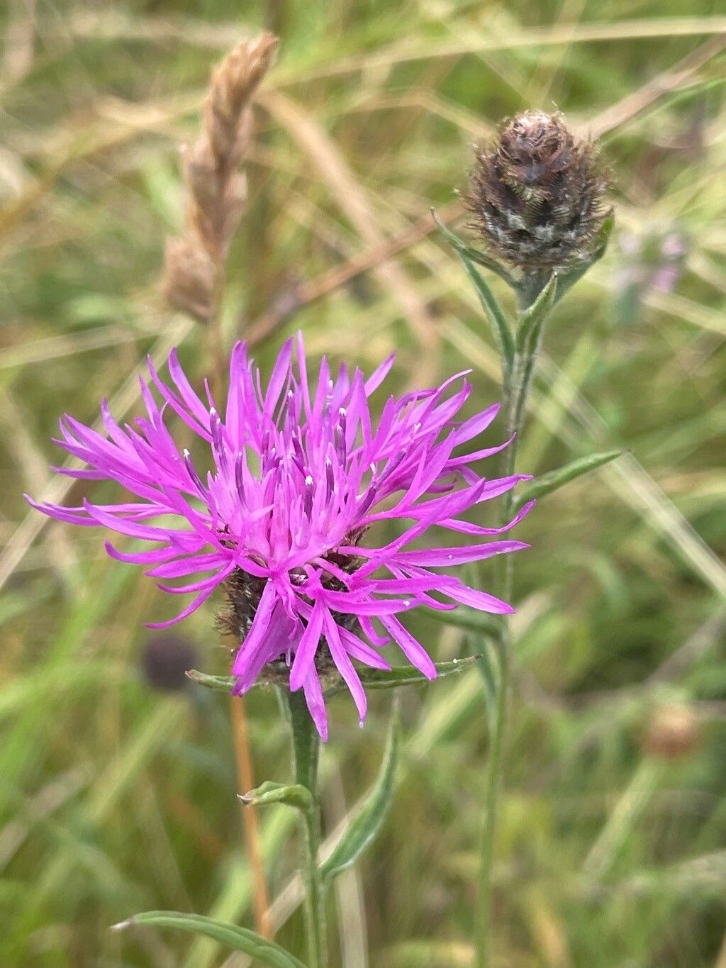 Centaurea debeauxii flower