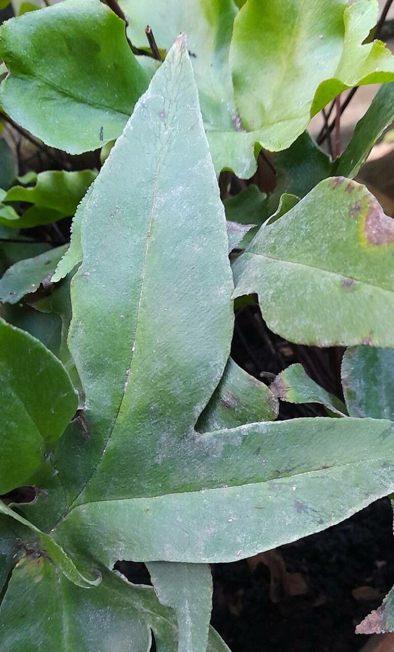 Hemionitis nobilis leaf