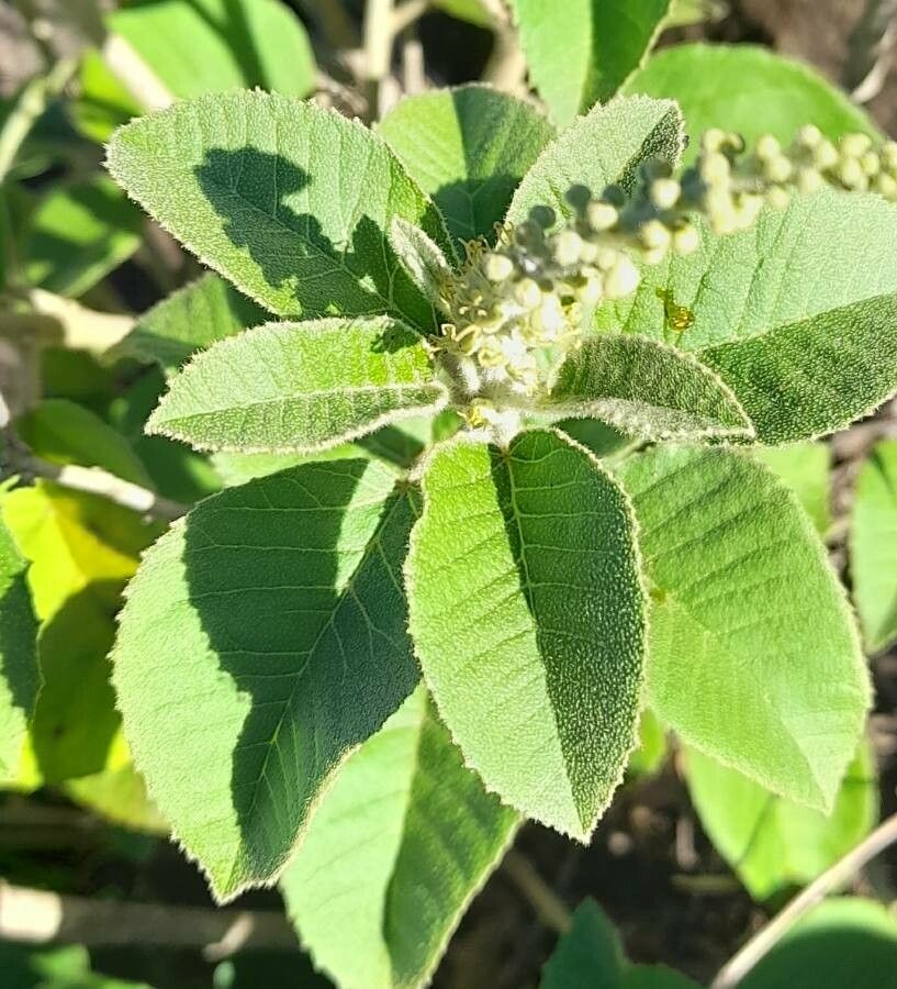 Croton lachnostachyus — houseplant care guide