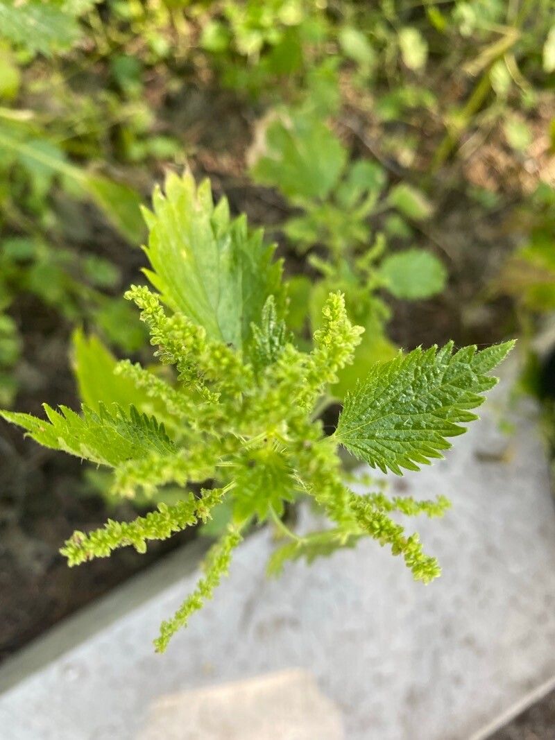 Urtica membranacea leaf