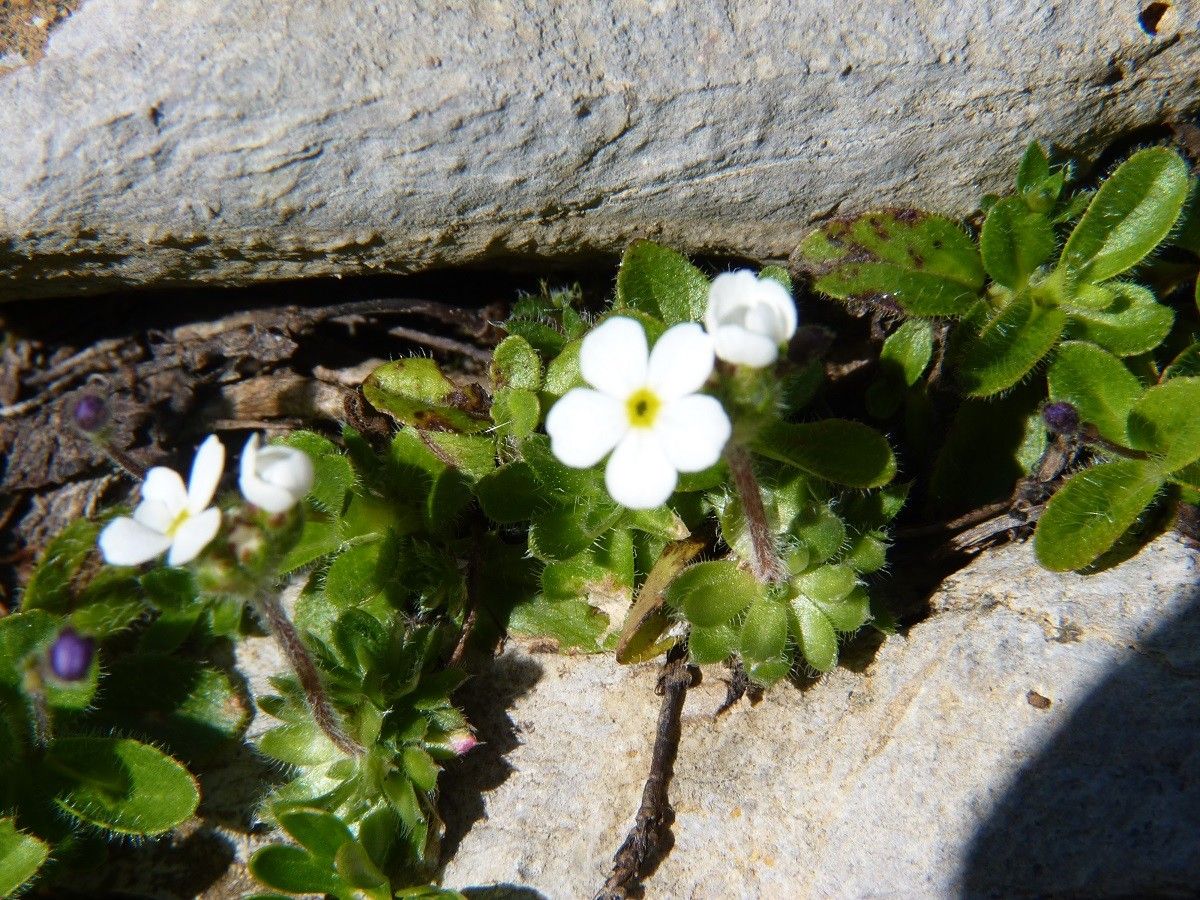 Androsace chamaejasme habit
