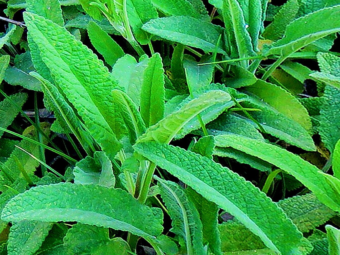 Lepechinia caulescens — related species from the same genus