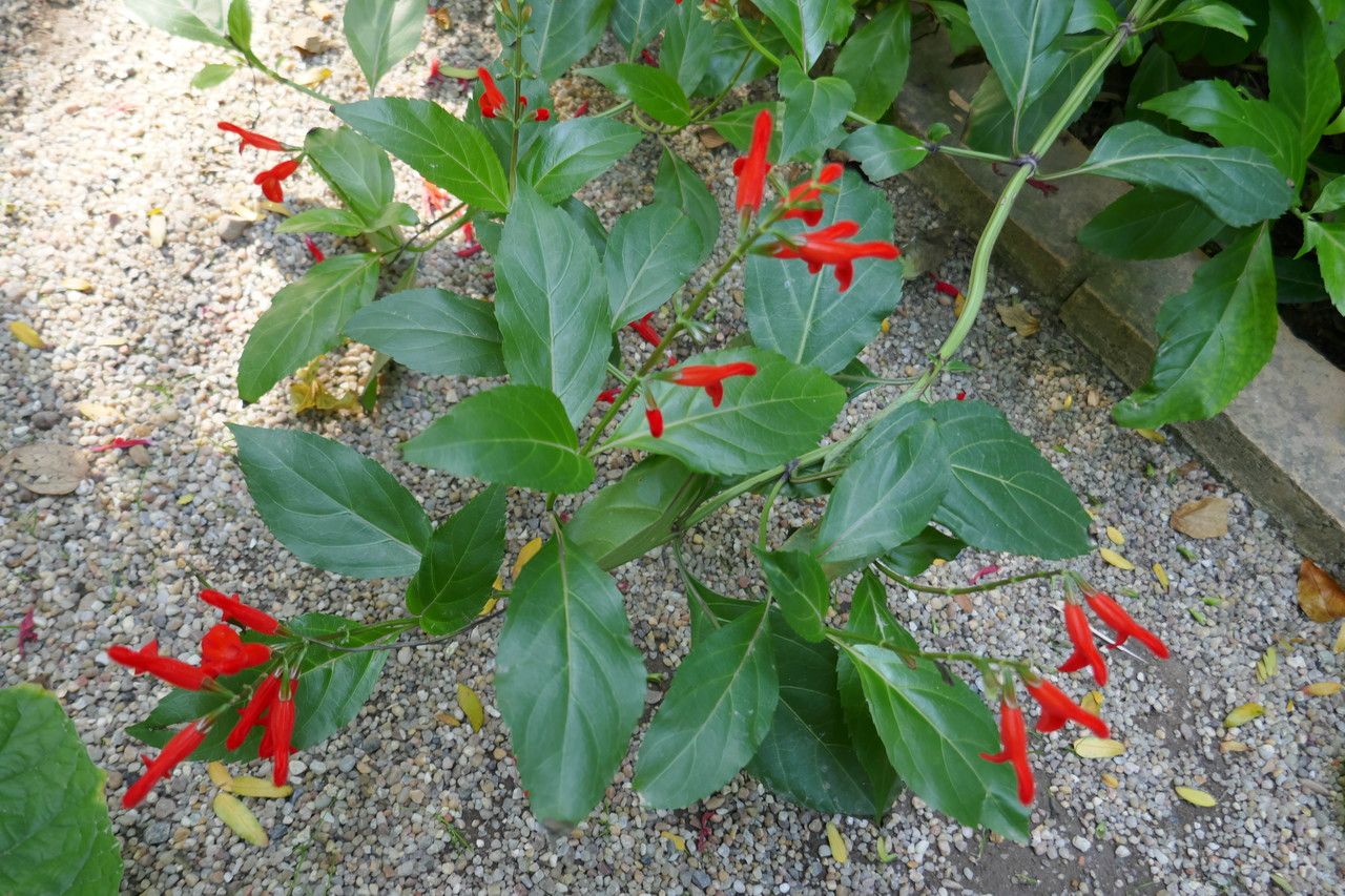 Salvia miniata other