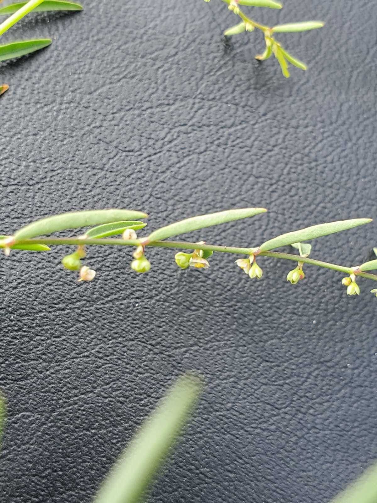 Phyllanthus pentandrus flower