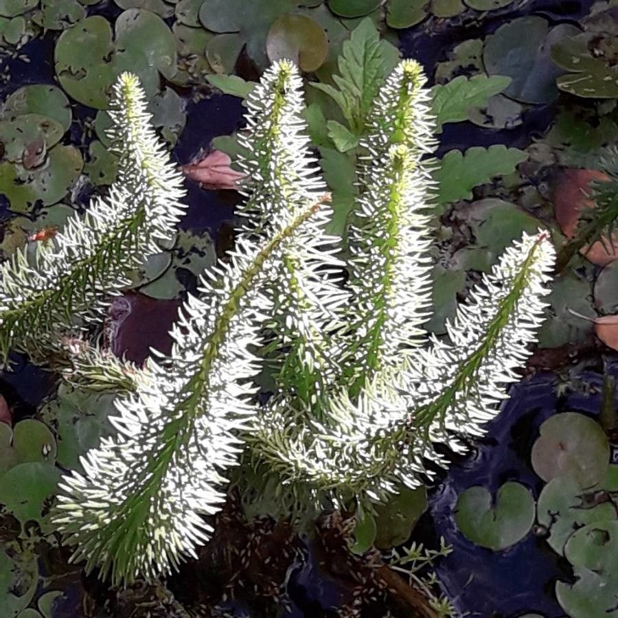 Hippuris vulgaris flower