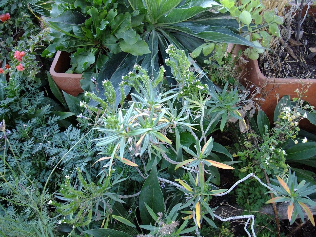 Echium sventenii habit