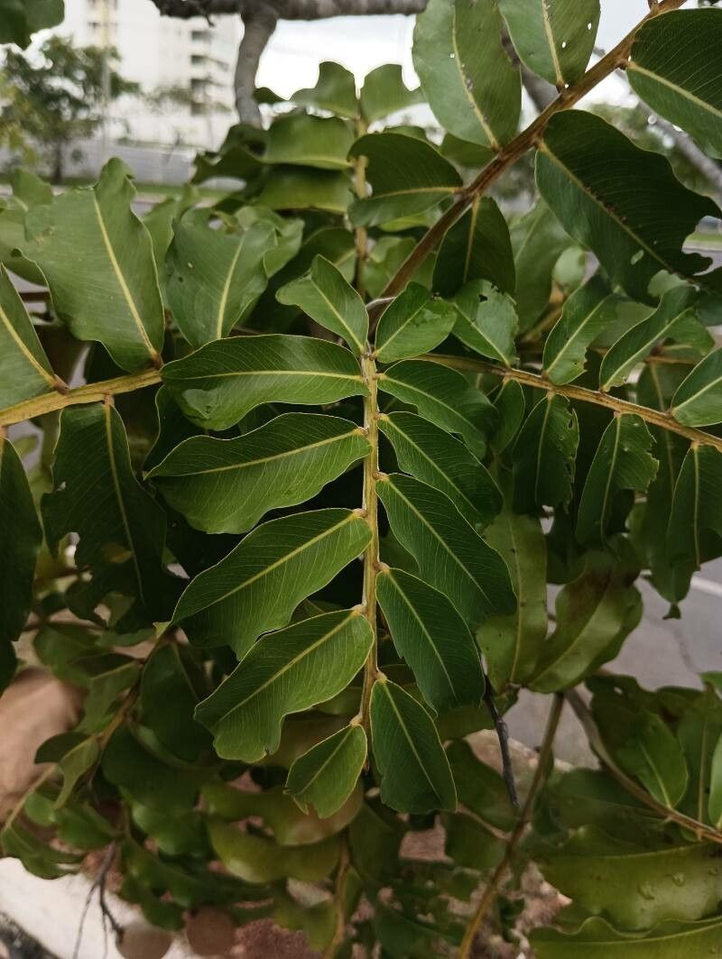 Dipteryx alata — related species from the same genus