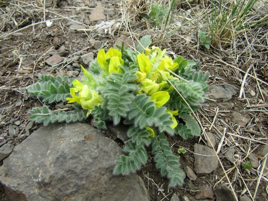 Astragalus exscapus flower