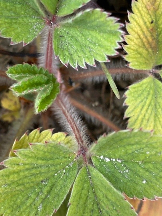 Potentilla micrantha bark