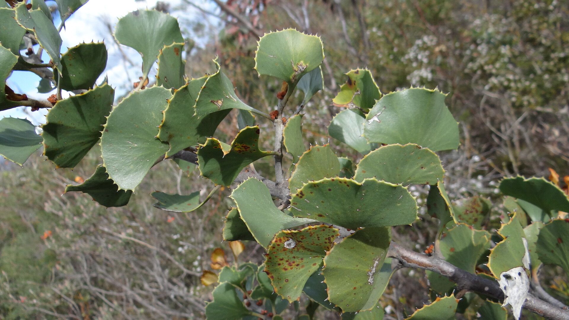 Hakea flabellifolia — search result for 'Hakea'