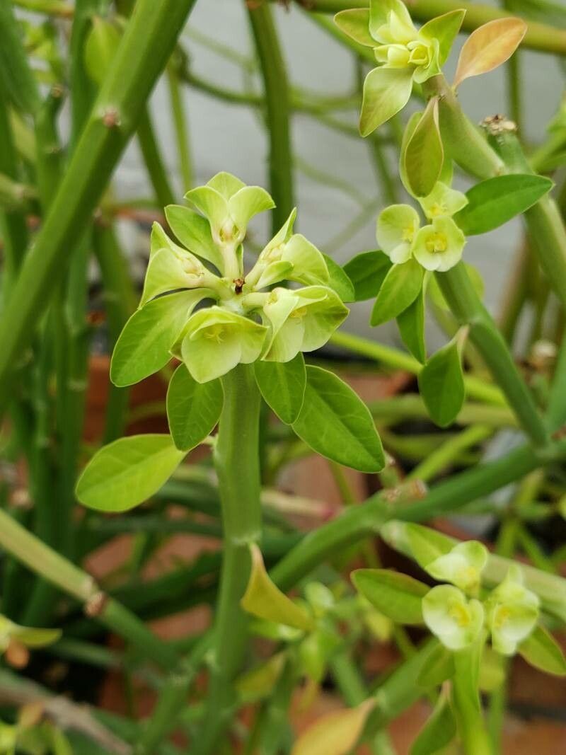 Euphorbia nubica — houseplant care guide