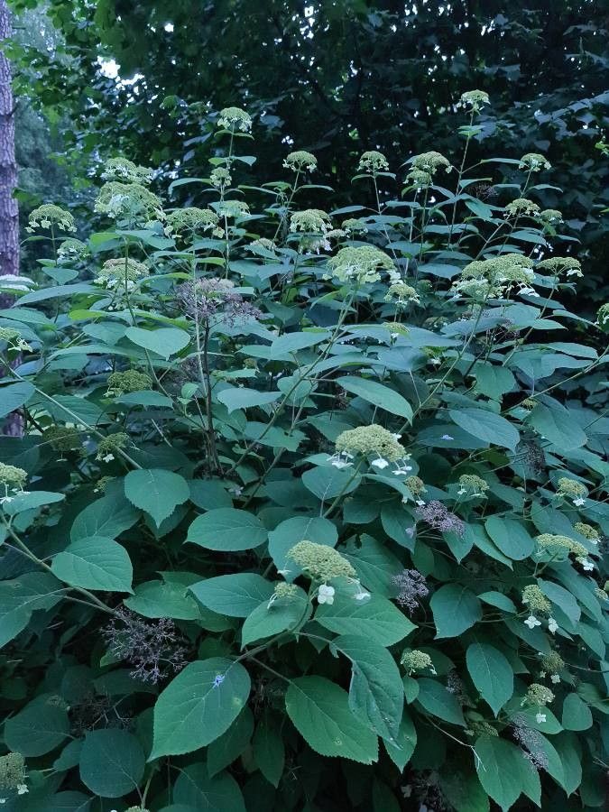 Hydrangea cinerea