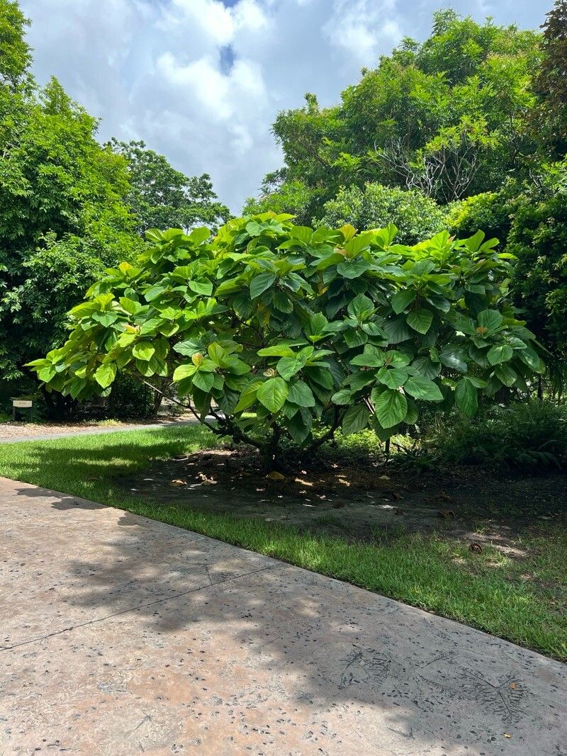 Garcinia spicata — houseplant care guide