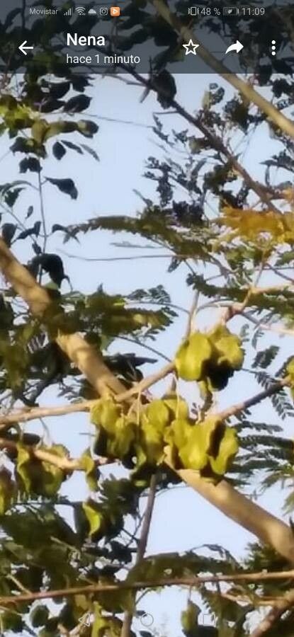 Peltogyne purpurea fruit