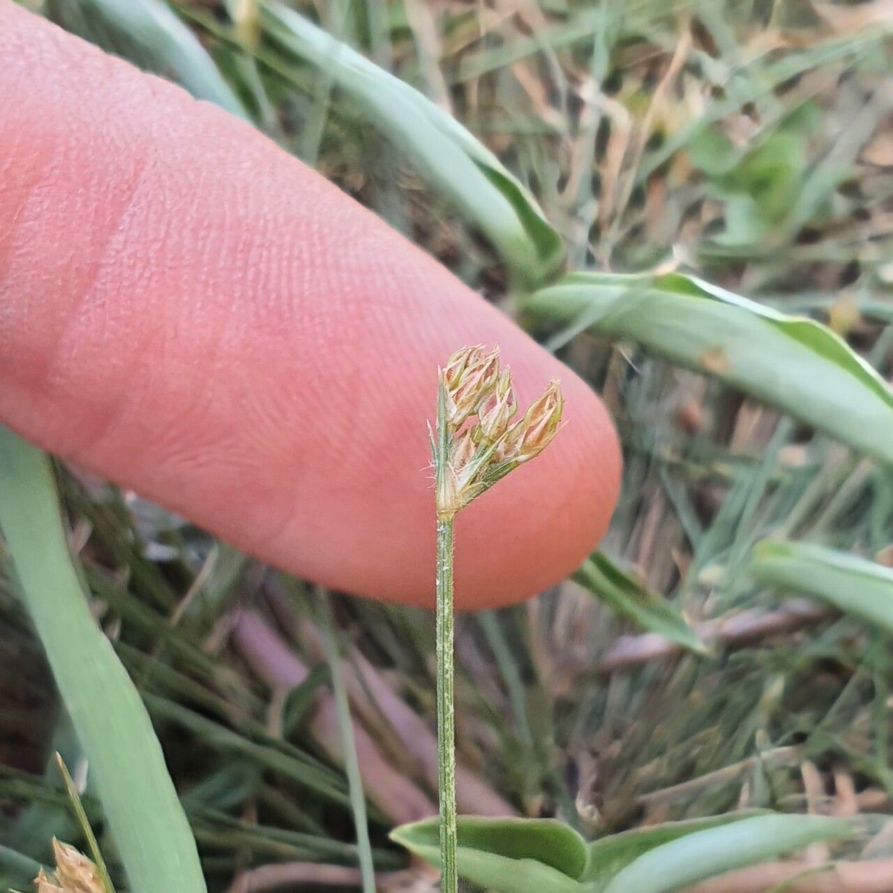 Bulbostylis thouarsii flower