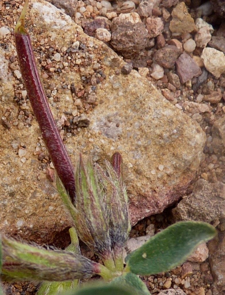 Lotus longisiliquosus fruit