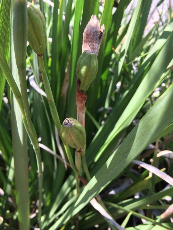 Dietes grandiflora fruit