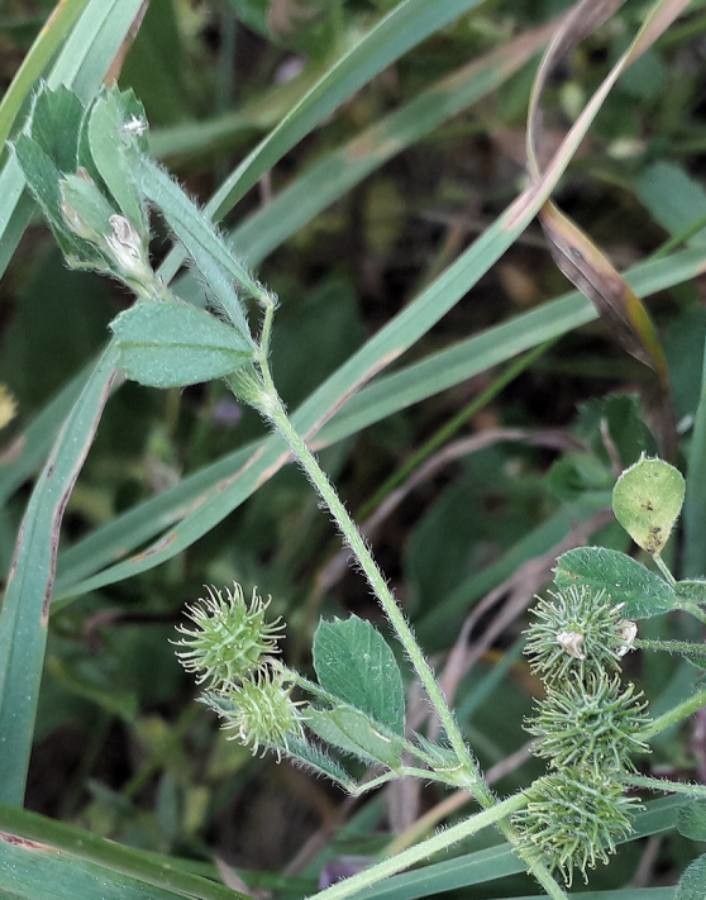 Medicago minima fruit