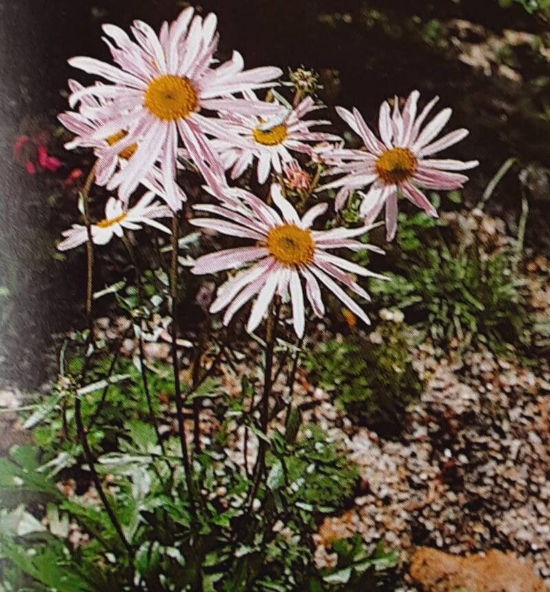 Chrysanthemum zawadzkii flower