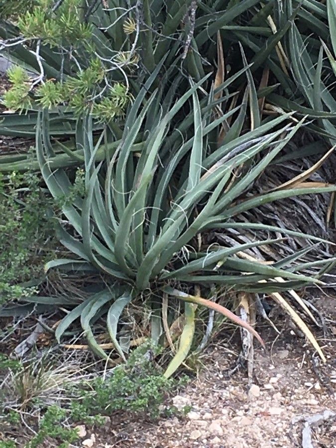 Yucca baccata leaf