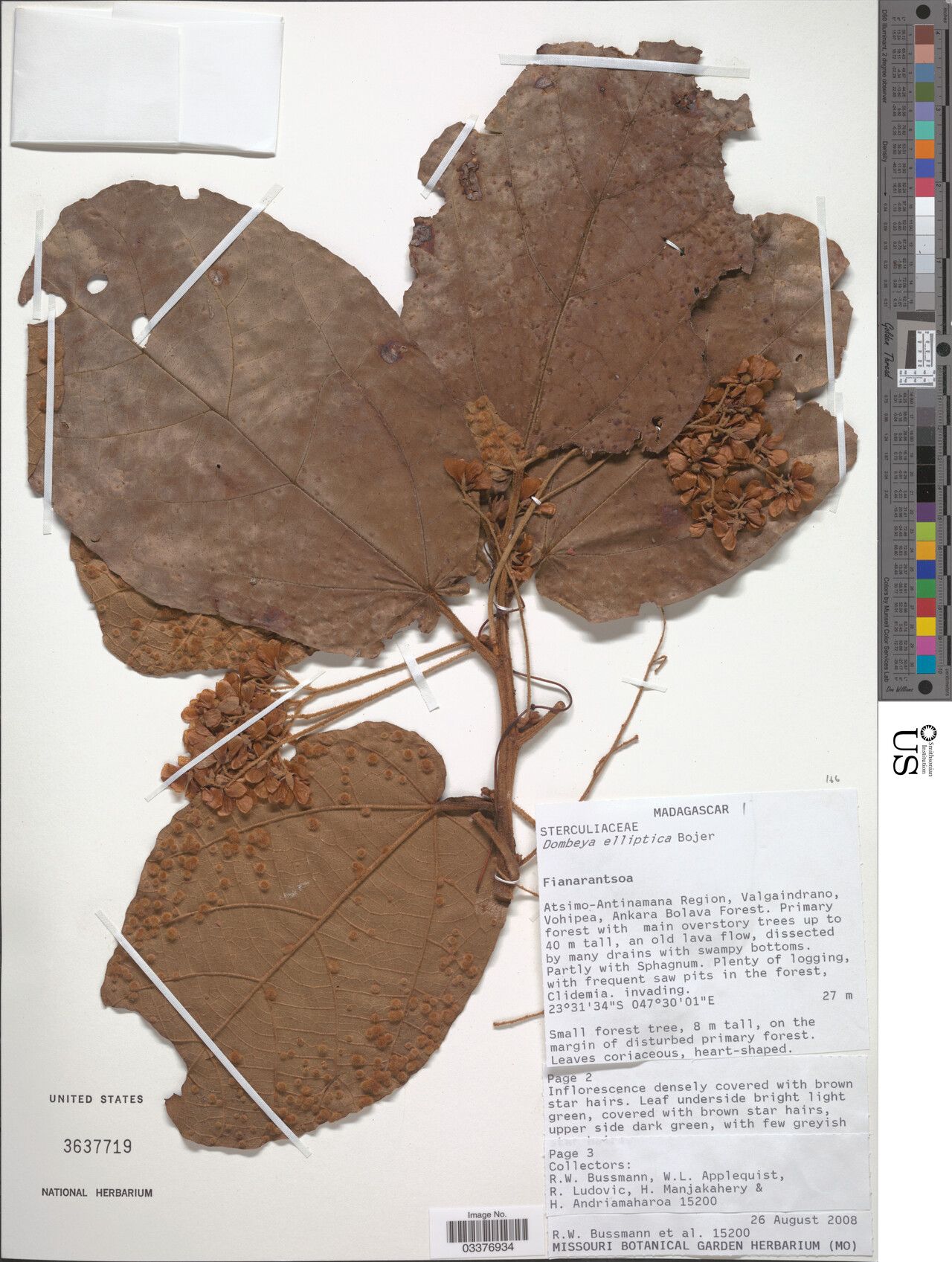 Dombeya elliptica — search result for 'Dombeya'