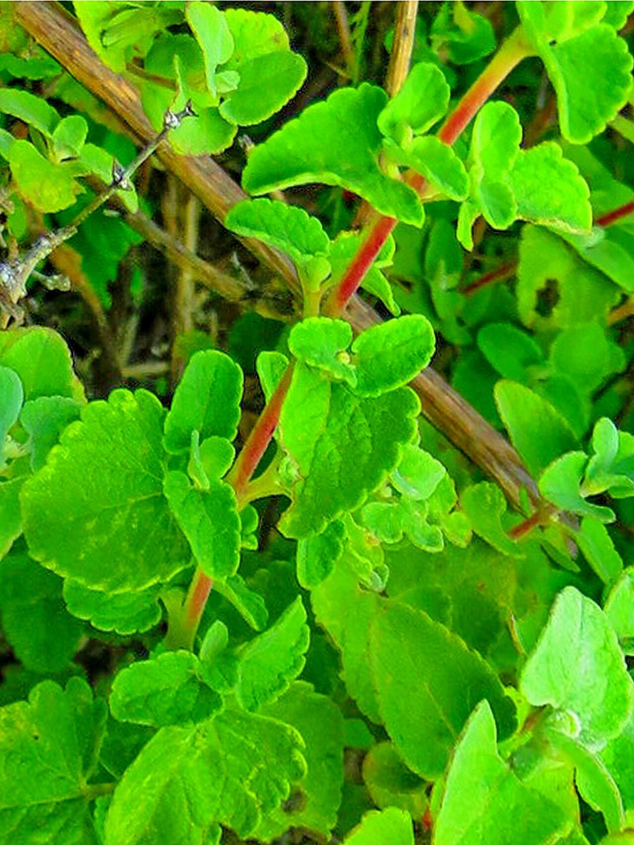 Brickellia veronicifolia — houseplant care guide