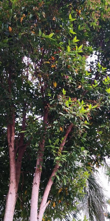 Syzygium rehderianum habit