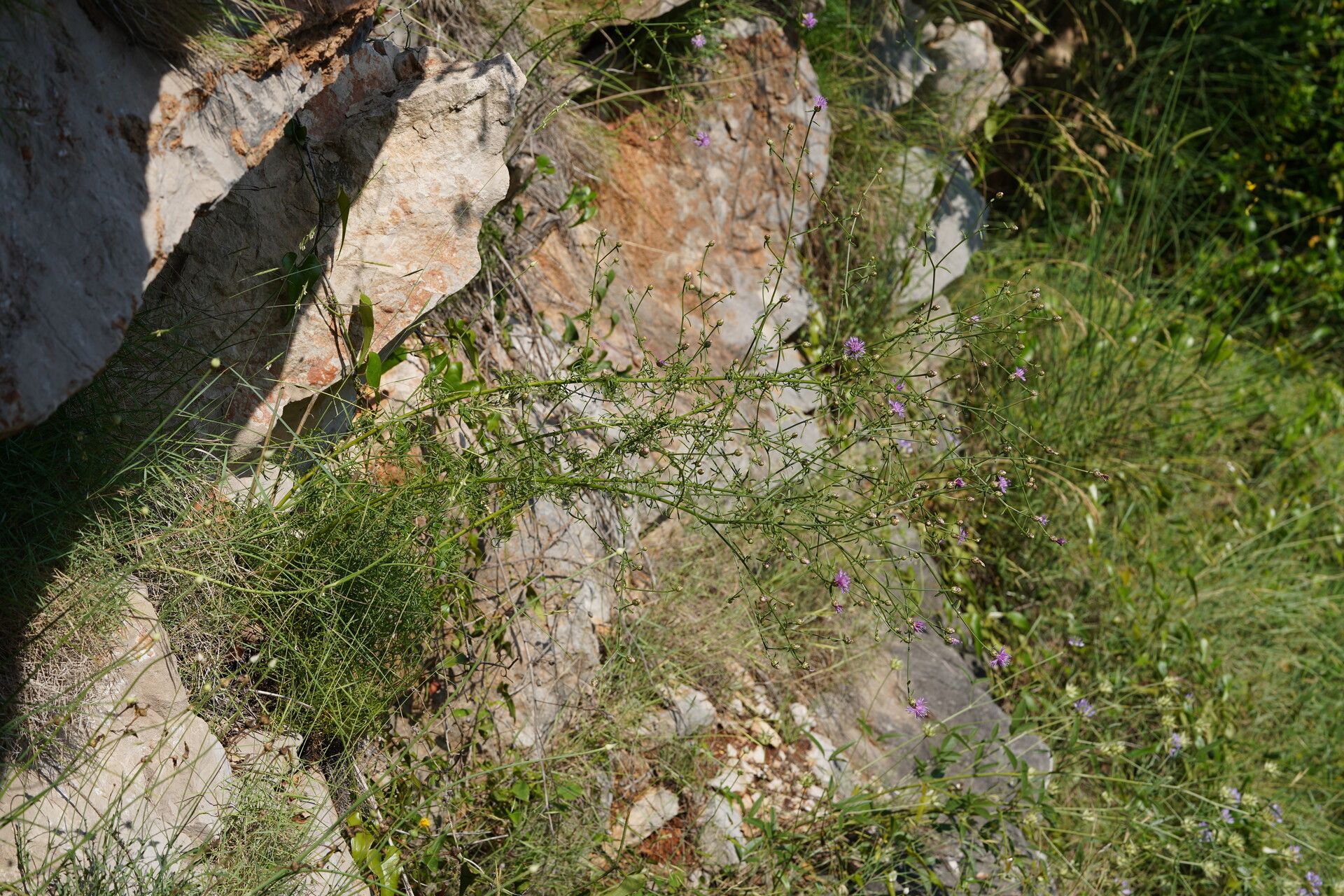 Centaurea glaberrima habit
