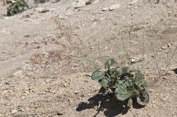 Anulocaulis leiosolenus habit