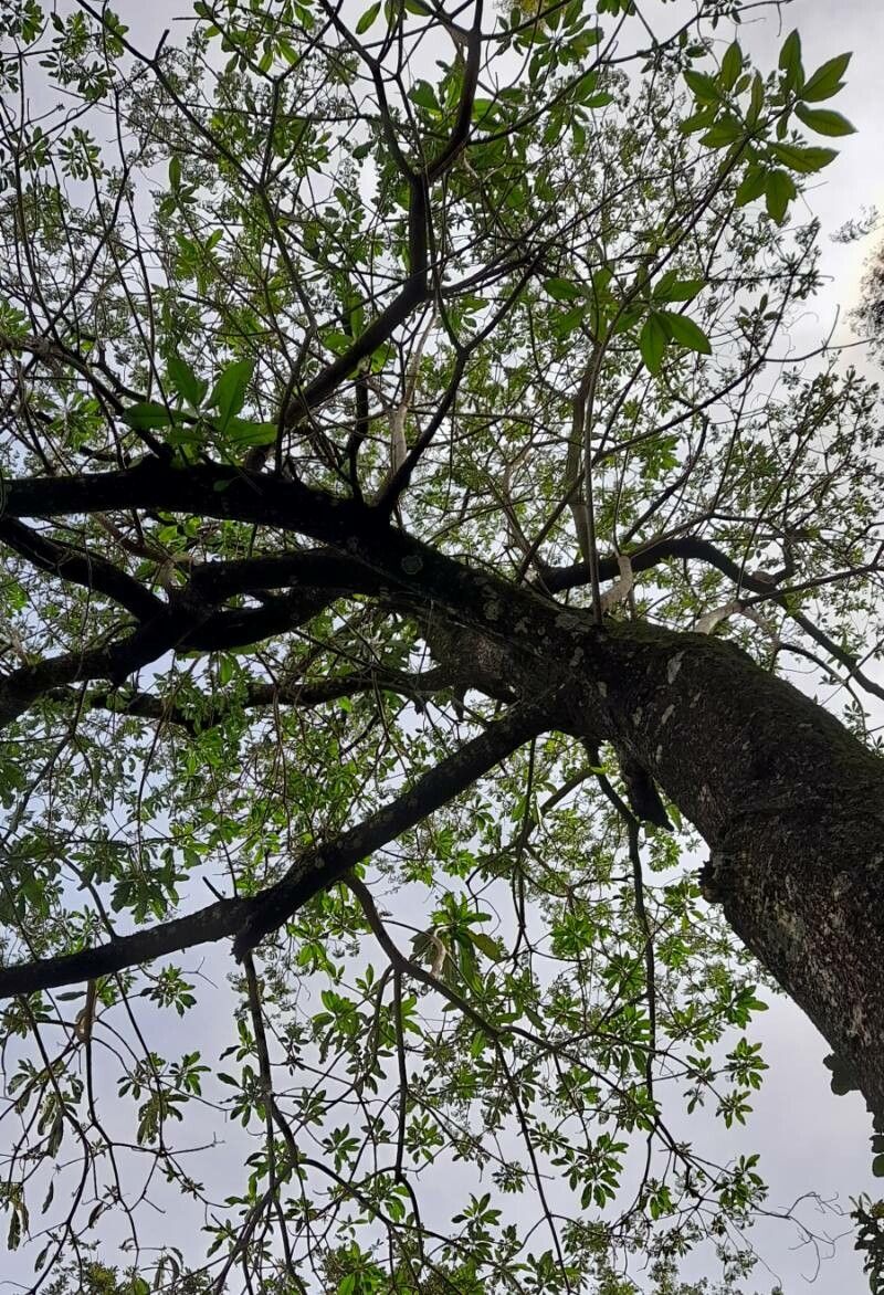 Rauvolfia sellowii habit